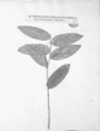 Puccinia sessilis image